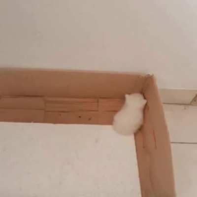smol cats