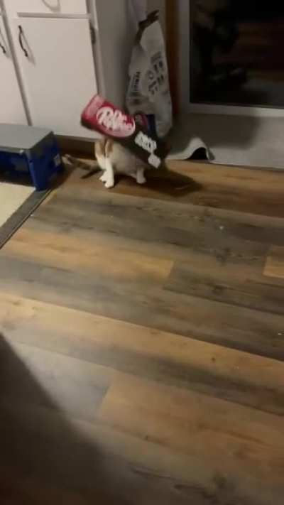 Should have named him boxer.