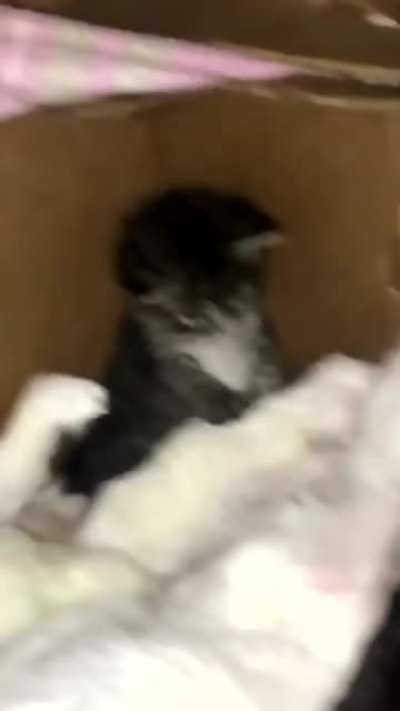 This kitten petting another smaller kitten will be the cutest thing you see today 🥰😭
