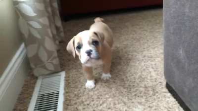 My friends puppy scared the crap outta me