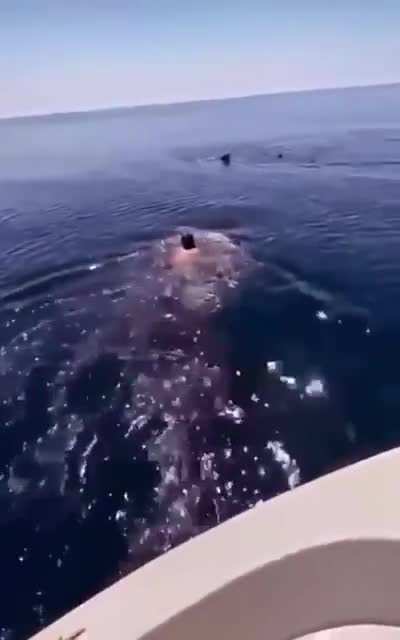 Whale shark rides!