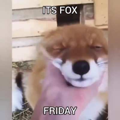 once again it's FOX FRIDAY 🦊🦊🦊🦊 (rule)