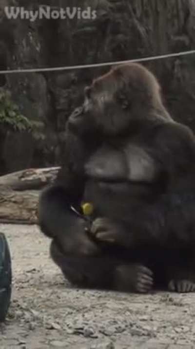 Good Gorilla