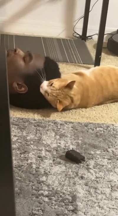 My roomates cat loves my best friend’s hair