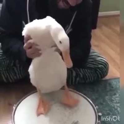 pato...