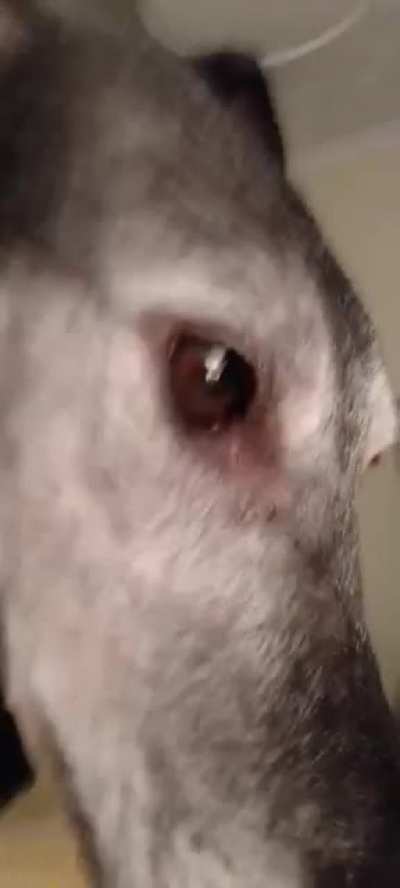 Does anyone elses hound wake them up to play?! 🤣😴
