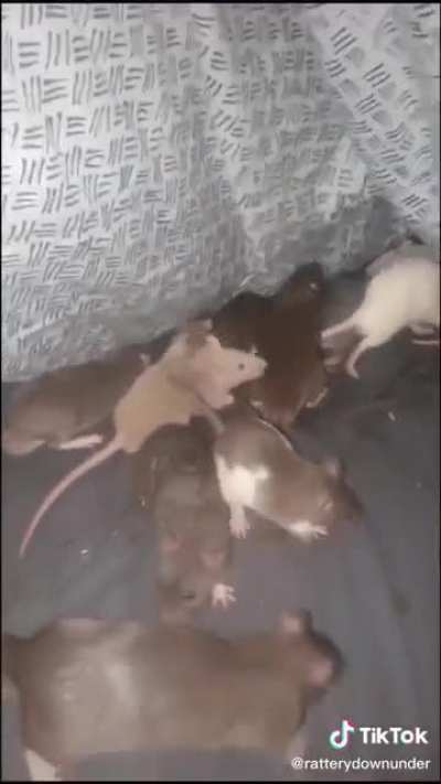 This dude’s bed that he shares with his army of pet rats.