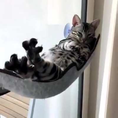 Chill Caturday