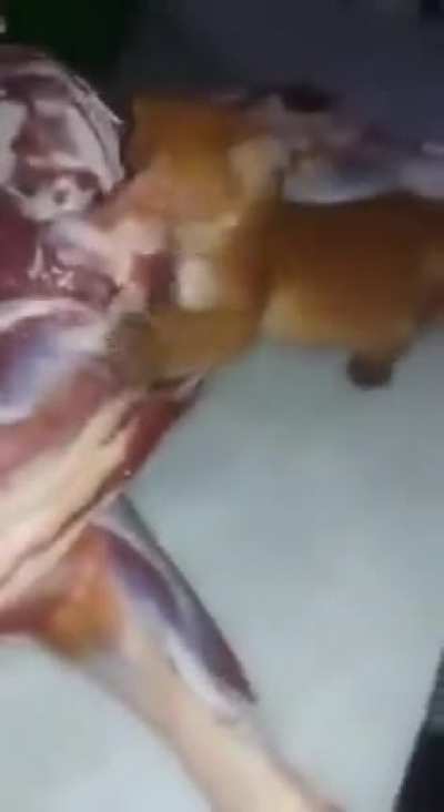 Gatinho ou filhote de puma ?