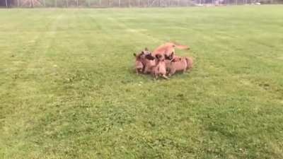 Happy Family