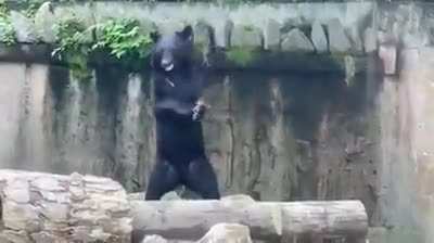 Bearuce Lee