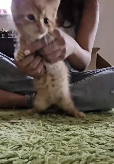 Catto of the year