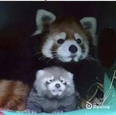 Singing red pandas