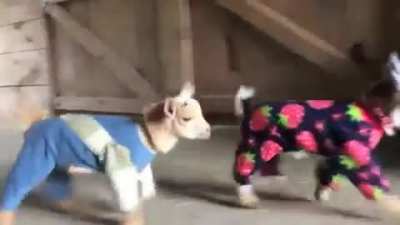 Baby goats in pajamas!