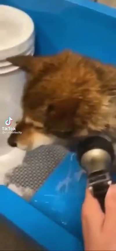 dog getting a wash