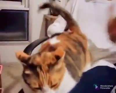InNoCenT hELpleSS cat beatEN TO dEATH