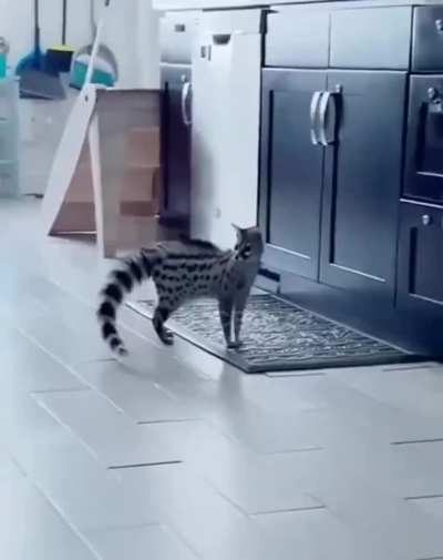 This animal is called Genet. And looks like a mixture of a lemur, cat and fox.