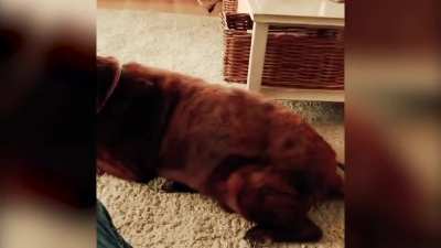 Dog fart cat puke