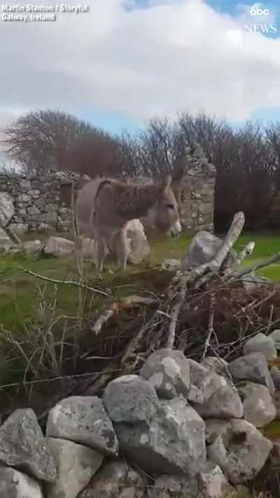 The singing donkey