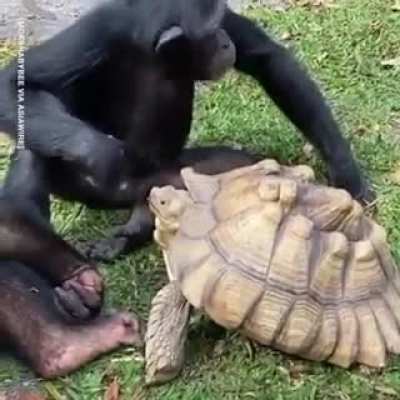 To grow monke empire, we must make alliances.