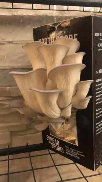 Грибоцки