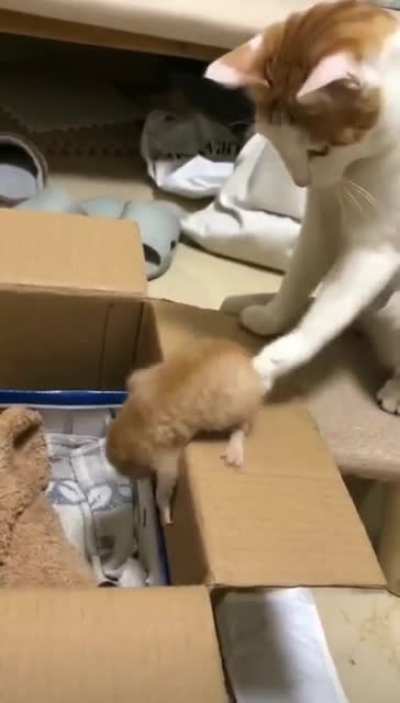 Mama give you a hand here!