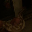 My snake has been making this weird sneeze/cough noise, is this a sign of a respiratory infection? Does anyone know what’s wrong?