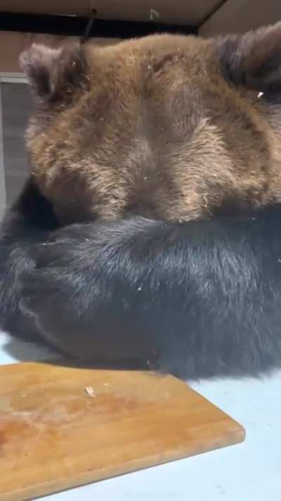 blursed_derpy bear