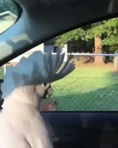 I 'too can woof!