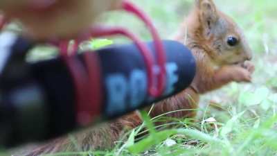 A baby squirrel talking into a microphone