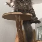 Lion king the movie 2019