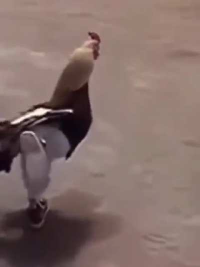 Dripping Cock
