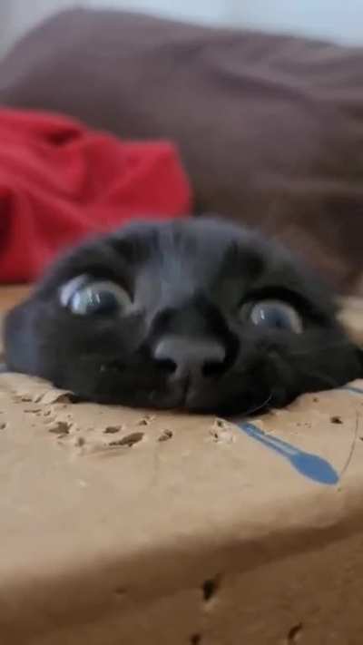 😂😂😂🖤😻