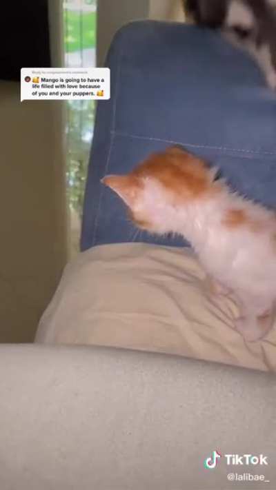 Rescuing mango