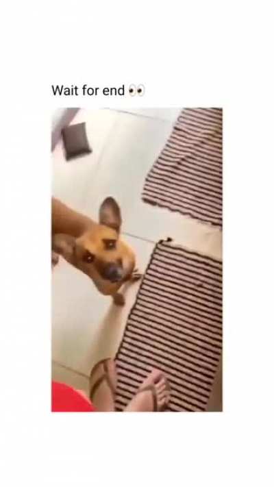 Give me only processed food, hooman!