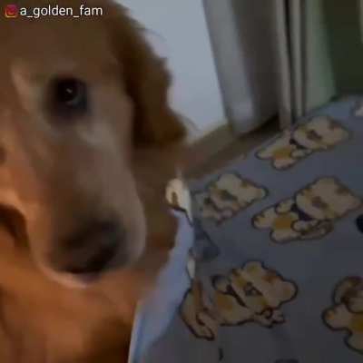 Some nights, when he was scared, he would come with his bed to his owner's room to sleep