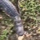 Never corner Florida Man!