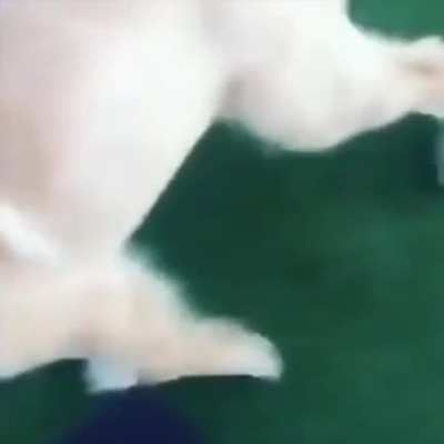 Cat vs. Dog: Golf Challenge