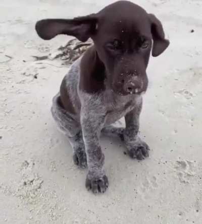 Cute puppy enjoying the breeze