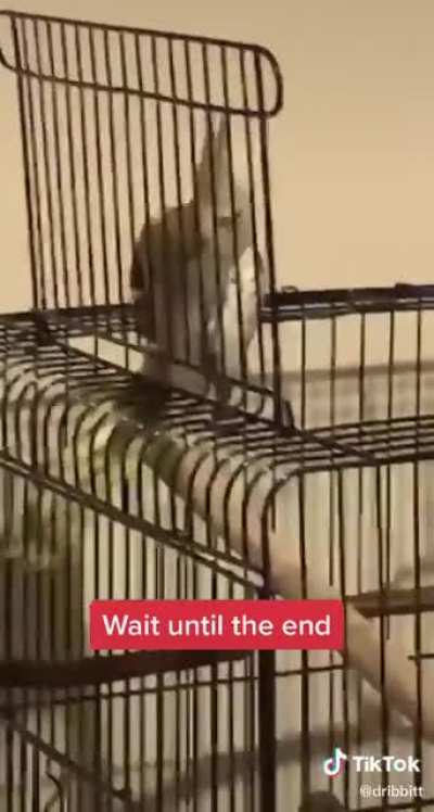 SCREEEEECH