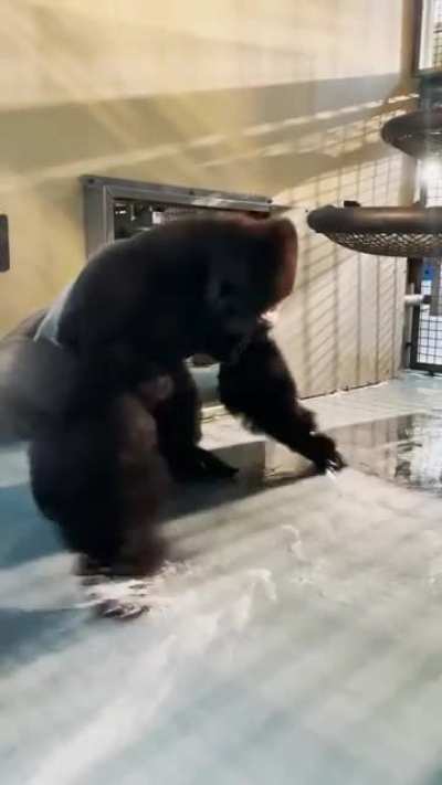 yall probably seen it before but heres monke