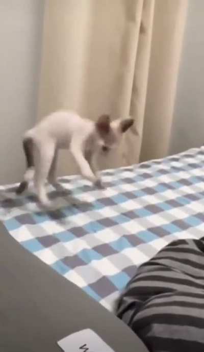 Gremlin wunk