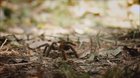 Richard Hammond doesn't like spiders