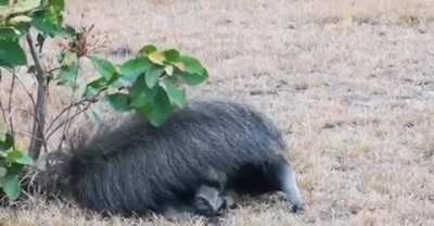 🔥 An anteater using its tail as a blanket 🔥