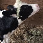 Very happy about her flower crown