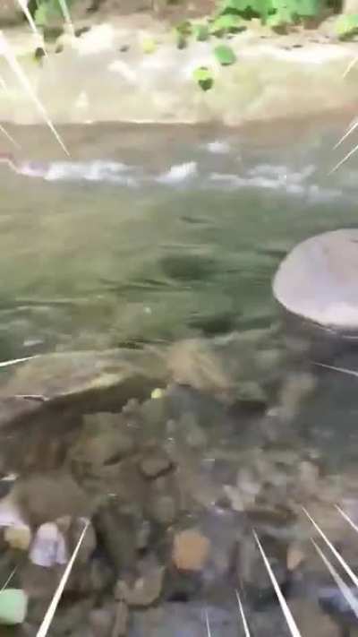 Fast boi