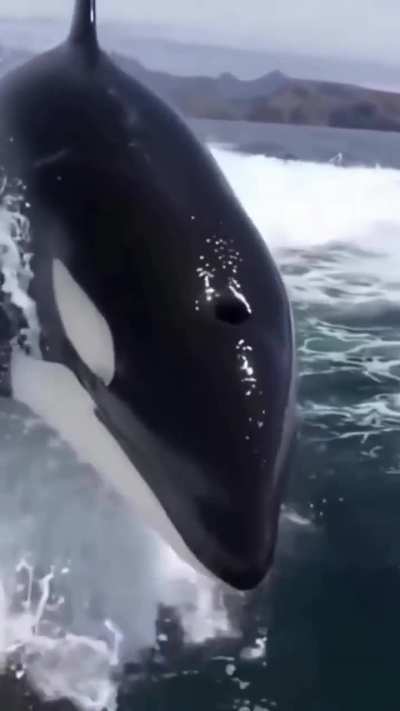 Playing with wild Orcas