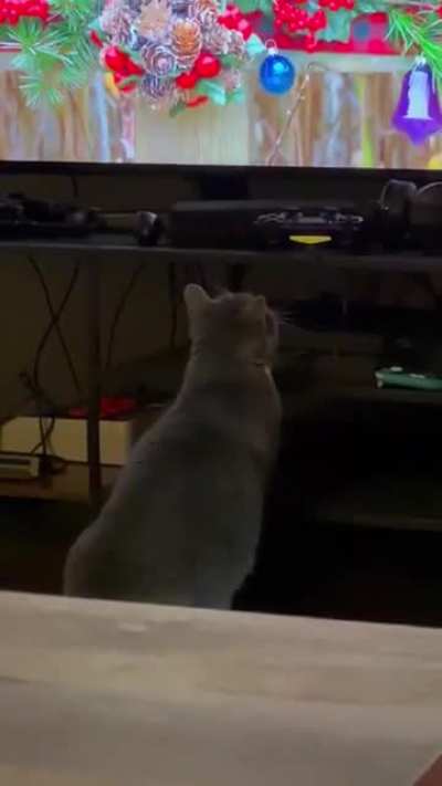 Cat TV :(