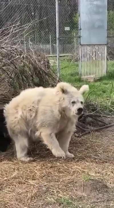 Bear emerges from hibernation