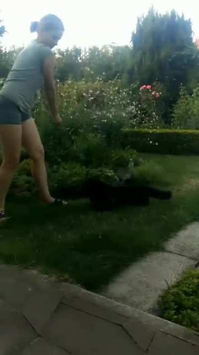That cat wasn't even planning on doing a backflip